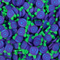 Plastic Polymer Fimo Fruit Slices for crafts (10mm)