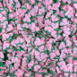 Fimo Fruit Polymer Clay Slices for Slime and Crafts (5mm) - 10g / 50g